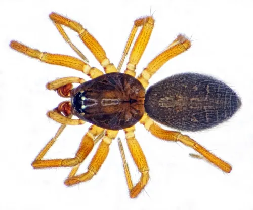 Oedothorax gibbosus
