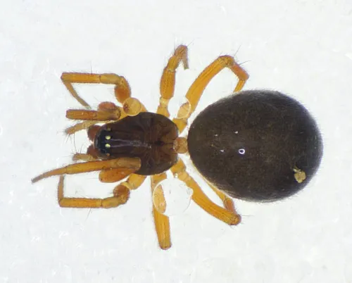 Oedothorax gibbosus - photo 2