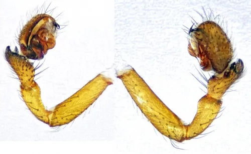 Oedothorax gibbosus - photo 3