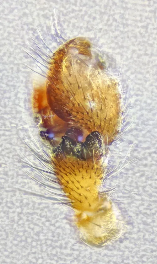 Oedothorax gibbosus - photo 4