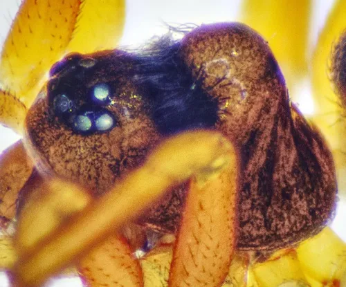 Oedothorax gibbosus - photo 6