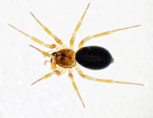 Oedothorax retusus
