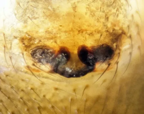 Oedothorax retusus - photo 2