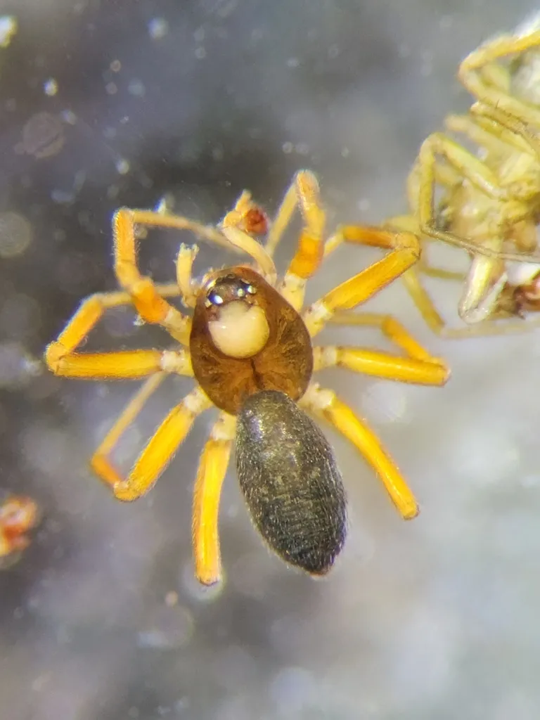 Tricorn Dwarf Weaver - photo 2