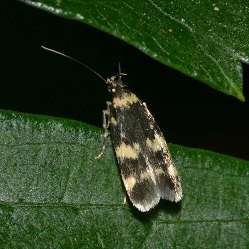 Oegoconia deauratella