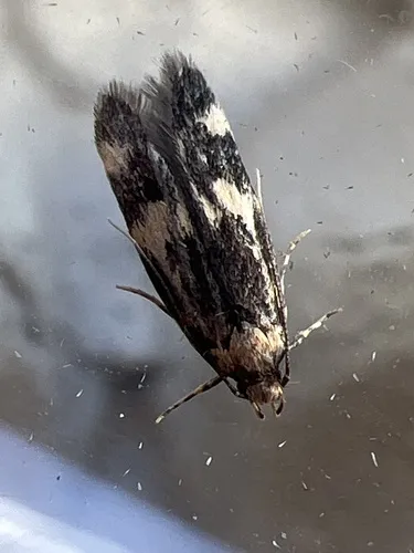 Oegoconia deauratella - photo 4