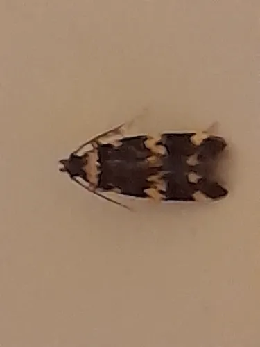 Oegoconia deauratella - photo 5