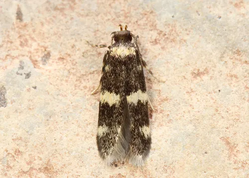 Oegoconia deauratella - photo 6