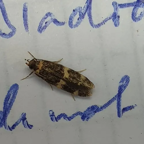 Oegoconia deauratella - photo 8