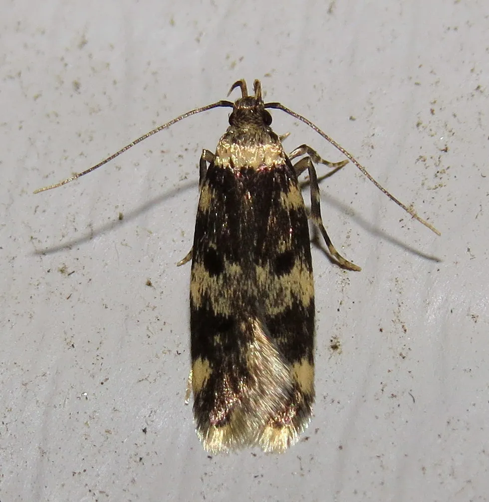 Four-spotted Yellowneck Moth - photo 2