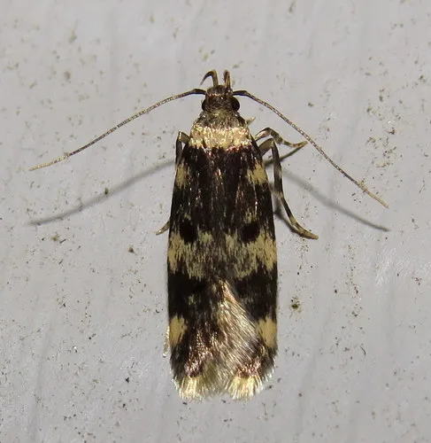 Four-spotted Yellowneck Moth - photo 4