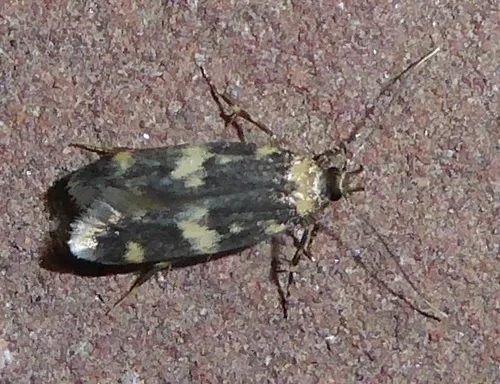 Four-spotted Yellowneck Moth - photo 5