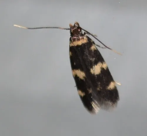 Four-spotted Yellowneck Moth - photo 6