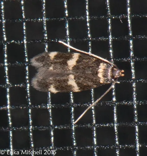 Four-spotted Yellowneck Moth - photo 8