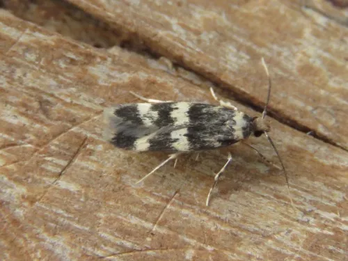 Oegoconia quadripuncta agg. - photo 2