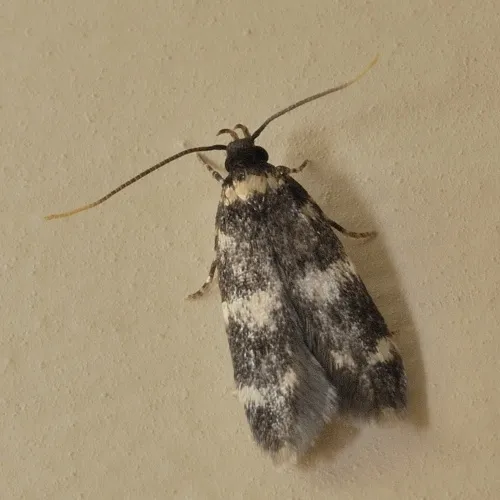 Oegoconia quadripuncta agg. - photo 3