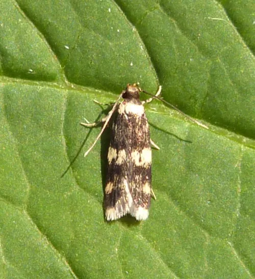 Oegoconia quadripuncta agg. - photo 4
