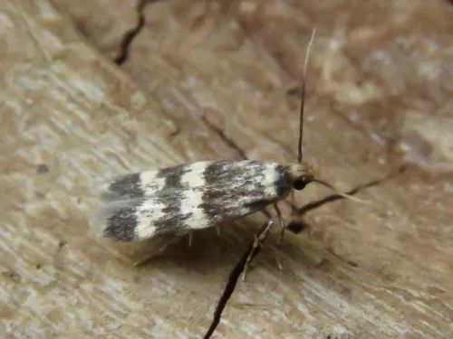 Oegoconia quadripuncta agg. - photo 5
