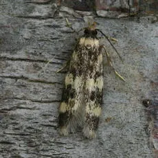 Oegoconia quadripuncta agg. - photo 6