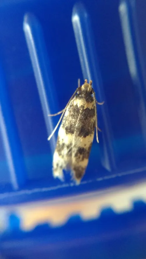 Oegoconia quadripuncta agg. - photo 7