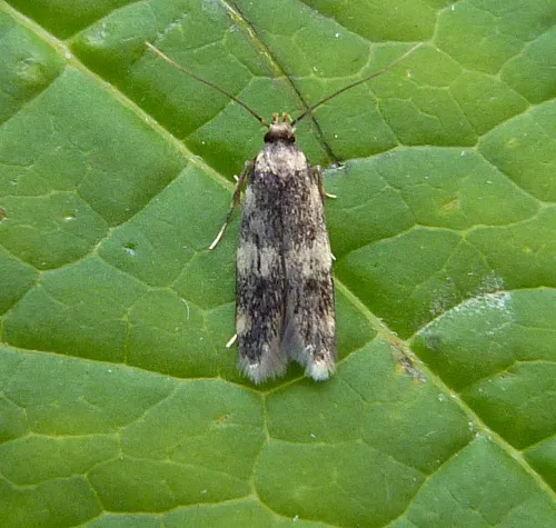 Oegoconia quadripuncta agg. - photo 8