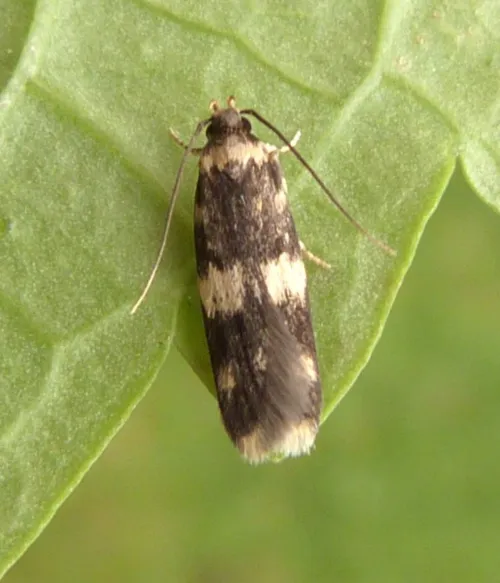 Oegoconia quadripuncta