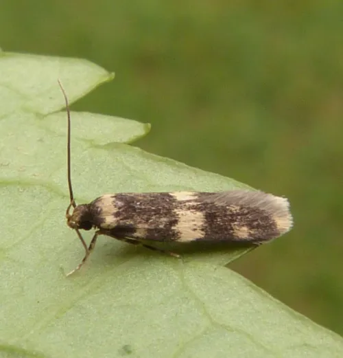 Oegoconia quadripuncta - photo 2