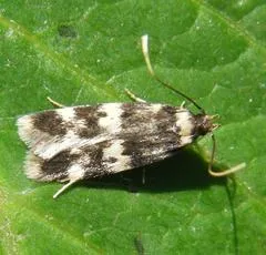 Oegoconia quadripuncta - photo 3