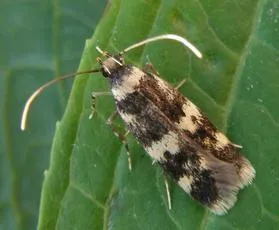 Oegoconia quadripuncta - photo 4