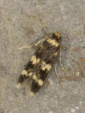 Oegoconia quadripuncta - photo 5