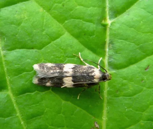 Oegoconia quadripuncta - photo 6