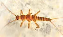 Oemopteryx contorta