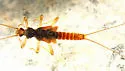 Oemopteryx contorta - photo 2