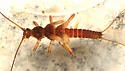 Oemopteryx contorta - photo 3
