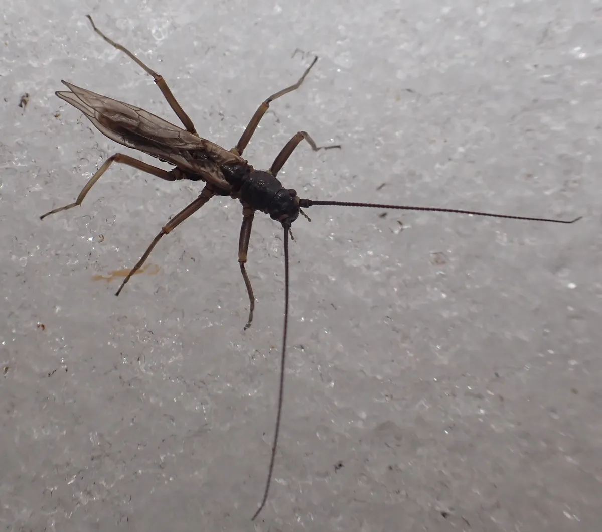 Oemopteryx glacialis - photo 3