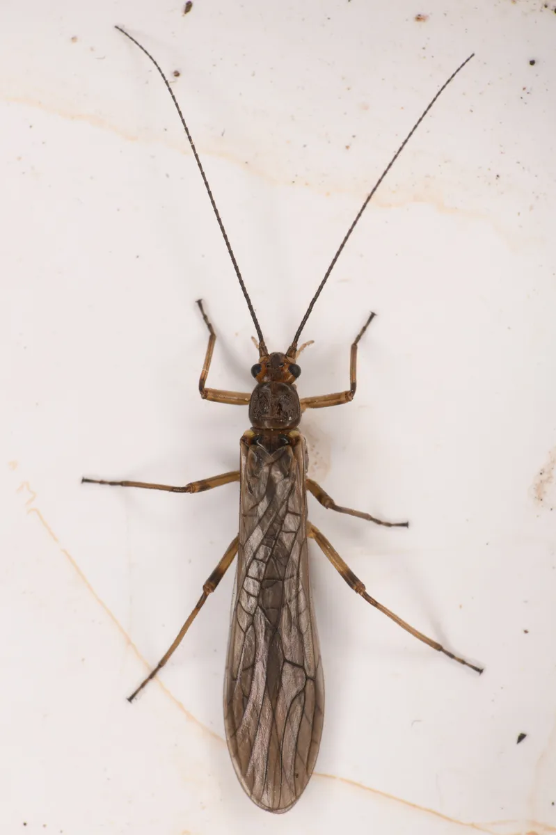 Seep Willowfly - photo 3
