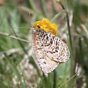 Alberta Arctic - Hodges#4608