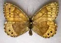 Sentinel Arctic - Hodges#4612.1 - photo 2