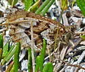 White-veined Arctic - Hodges#4610 - Oeneis bore