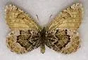 White-veined Arctic - Hodges#4610 - photo 2