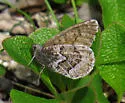 White-veined Arctic - Hodges#4610 - photo 4