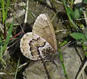 White-veined Arctic - Hodges#4610 - photo 5