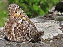 Chryxus Arctic - Hodges#4606