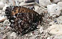 Chryxus Arctic - Hodges#4606 - photo 3