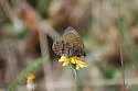 Chryxus Arctic - Hodges#4606 - photo 4