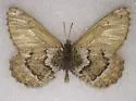 Philip's Arctic - Hodges#4603.2