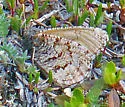 Polixenes Arctic - Hodges#4613 - photo 2
