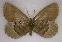 Polixenes Arctic - Hodges#4613 - photo 3