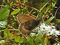 Polixenes Arctic - Hodges#4613 - photo 4