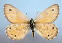 Uhler's Arctic - Hodges#4607